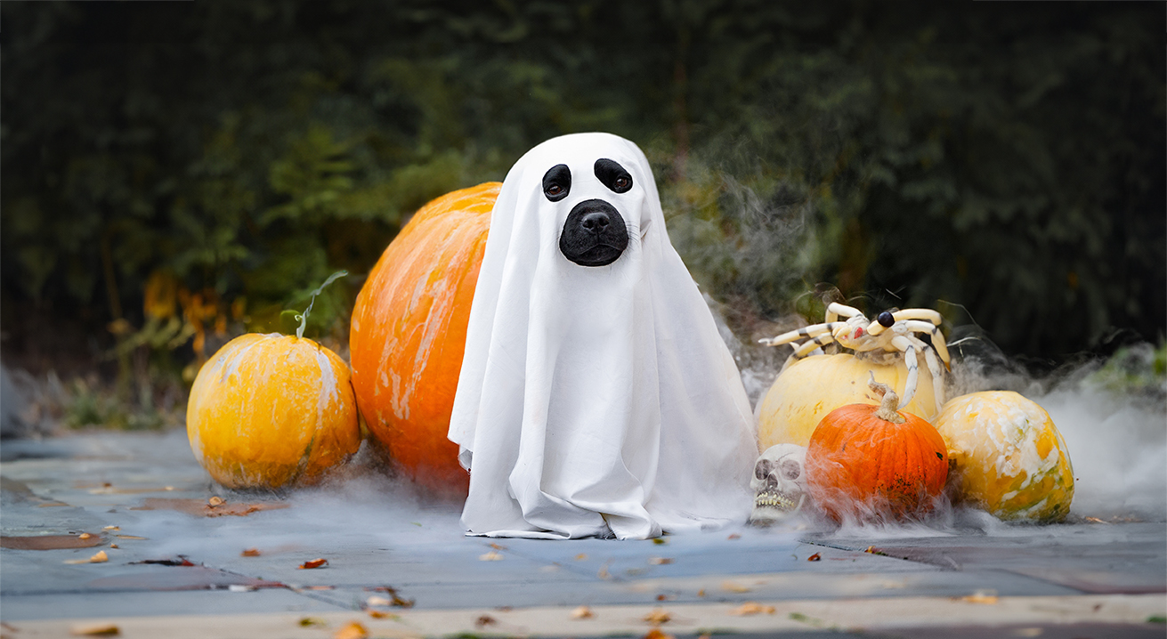 Blog header dog sale halloween