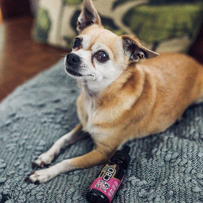Top Reasons to Use CBD for Pets: The Definitive CBDfx Guide