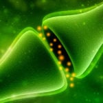 cbdfx us blog What is the Endocannabinoid System