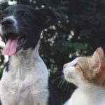 Dogs, Cats, and CBD