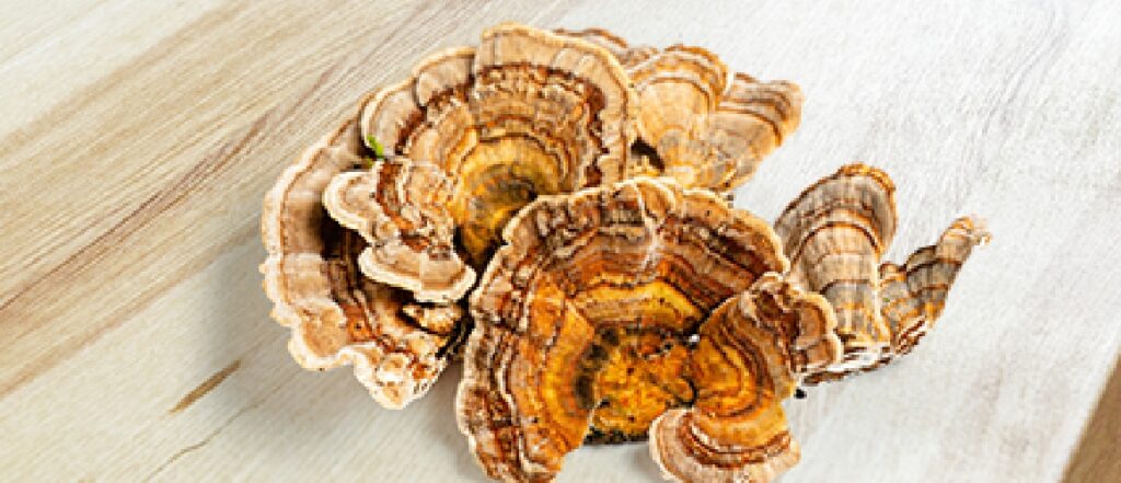 mushroom turkeytail hdr desktop