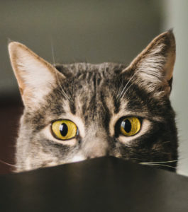 Will CBD Work on My Cat
