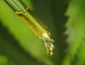 thumbnail x full broad isolate